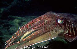 Male cuttlefish at the Andaman Sea by Wiljo Jonsson 